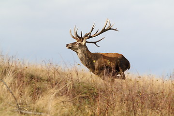 Image showing majestic red deer stag on the run