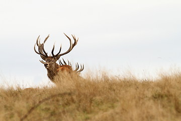 Image showing beautiful red deer stag looking at camera