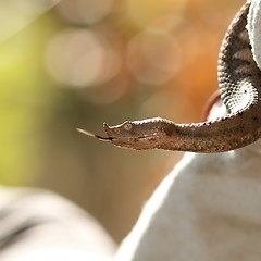 Image showing profile view of vipera ammodytes