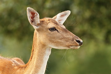 Image showing deer hind over green background