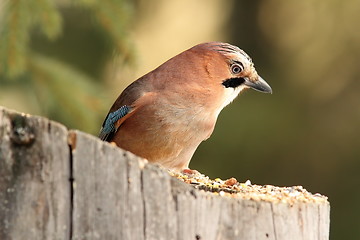 Image showing european jay standing on stump