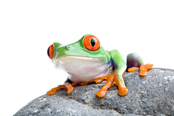 Image showing frog on a rock