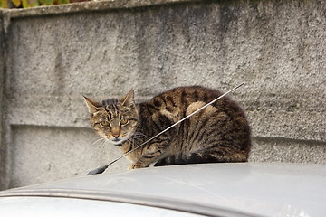 Image showing domestic cat on top of a car