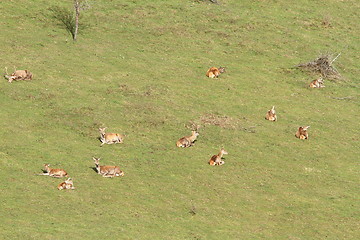 Image showing red deer herd relaxing