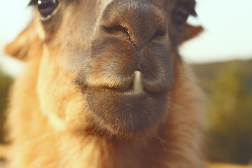 Image showing closeup of llama teeth