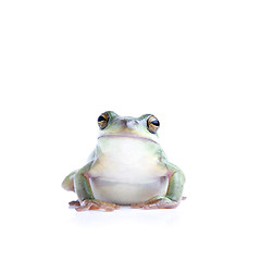 Image showing frog isolated on white