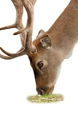 Image showing isolated grazing deer