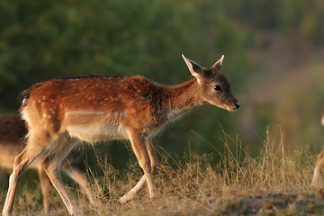 Image showing deer calf walking on a glade