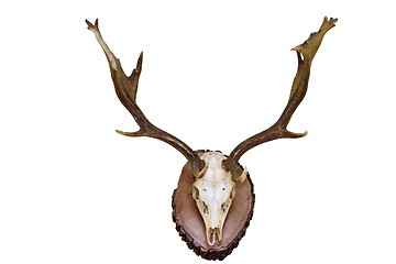 Image showing fallow deer hunting trophy