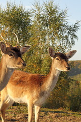 Image showing fallow deer hind portrait