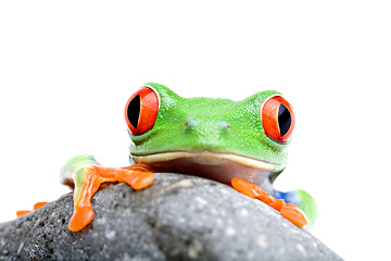 Image showing frog looking over rock isolated