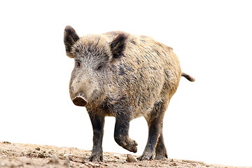 Image showing isolated wild boar