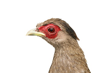 Image showing isolated female silver pheasant