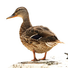 Image showing isolated mallard duck standing on a boat