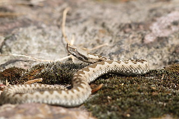 Image showing young european sand viper