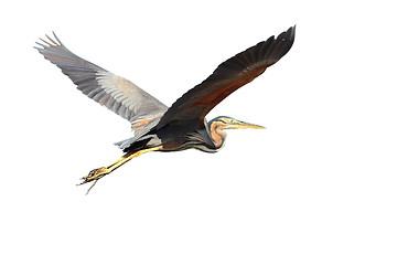 Image showing purple heron over white