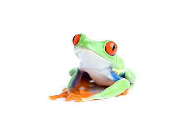 Image showing frog posing isolated on white