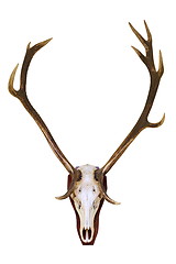 Image showing red deer buck skull