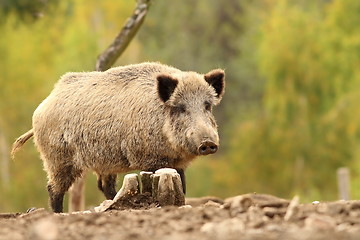 Image showing wild hog near stump