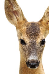 Image showing isolated head of a roe deer