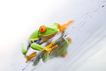 Image showing frog on glass