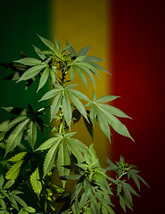 Image showing Marijuana plant on rastafarian flag background.