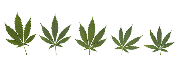 Image showing Set of cannabis leaves set