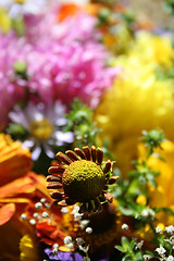 Image showing Autumn flowers