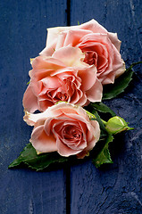 Image showing Pink Roses