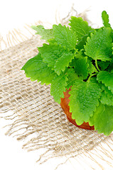 Image showing Lemon Balm