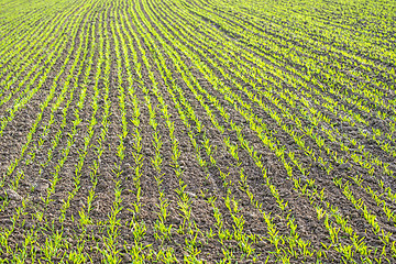 Image showing winter wheat 