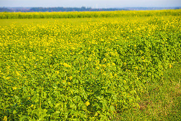 Image showing mustard field