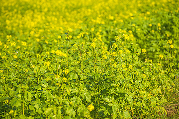 Image showing mustard field