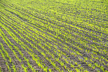 Image showing winter wheat 