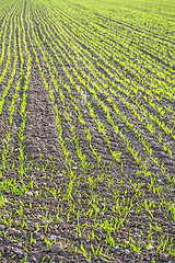 Image showing winter wheat 