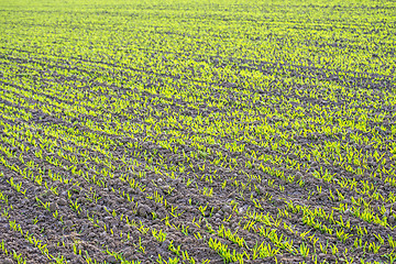 Image showing winter wheat 