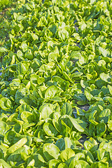 Image showing field of spinach