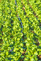 Image showing field of spinach