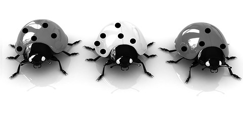 Image showing Ladybirds