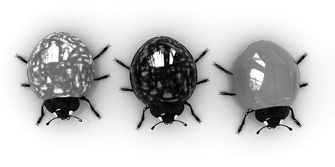 Image showing Ladybirds