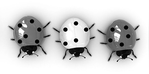 Image showing Ladybirds