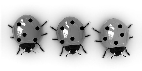 Image showing Ladybirds