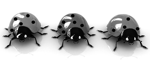 Image showing Ladybirds