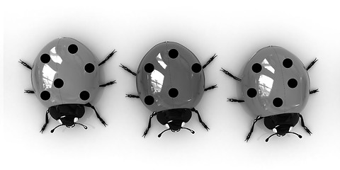 Image showing Ladybirds