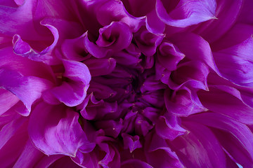 Image showing dahlia