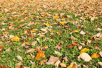 Image showing Autumn leaves on grass