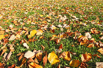Image showing Autumn leaves on grass 