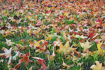 Image showing Autumn leaves on grass 