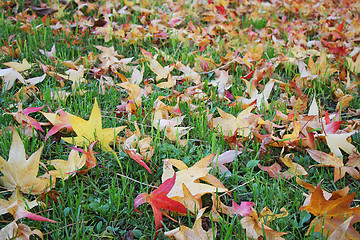 Image showing Autumn leaves on grass 