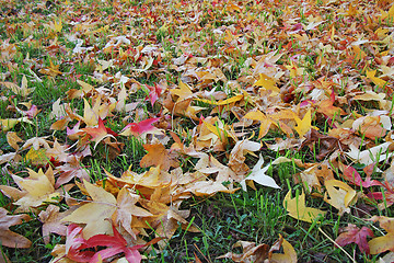 Image showing Autumn leaves on grass 